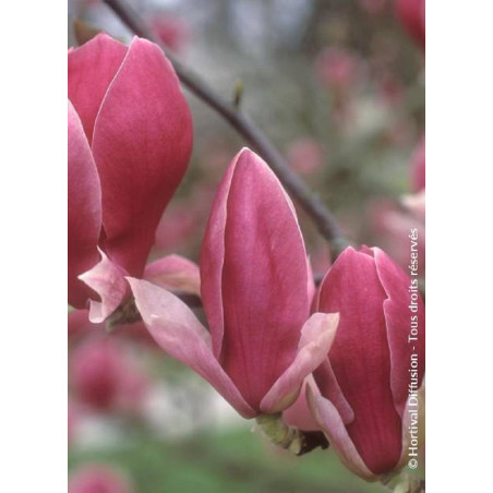 MAGNOLIA soulangeana RUSTICA RUBRA (Magnolier)