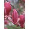 MAGNOLIA soulangeana RUSTICA RUBRA (Magnolier)