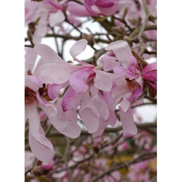 MAGNOLIA loebneri LEONARD MESSEL (Magnolier)