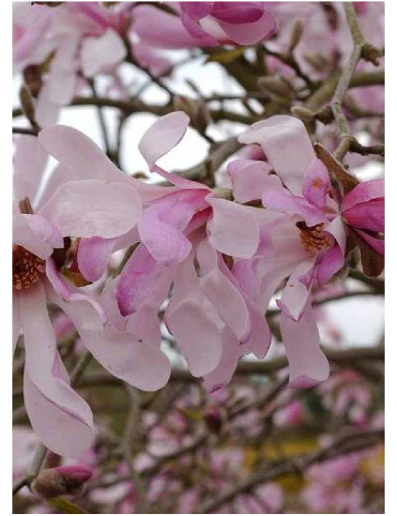 MAGNOLIA loebneri LEONARD MESSEL (Magnolier)