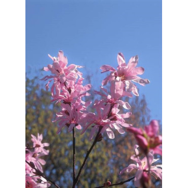 MAGNOLIA loebneri LEONARD MESSEL (Magnolier)