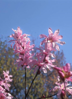 MAGNOLIA loebneri LEONARD MESSEL