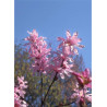 MAGNOLIA loebneri LEONARD MESSEL (Magnolier)