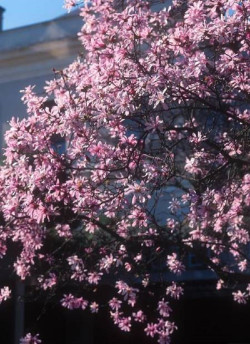MAGNOLIA loebneri LEONARD MESSEL