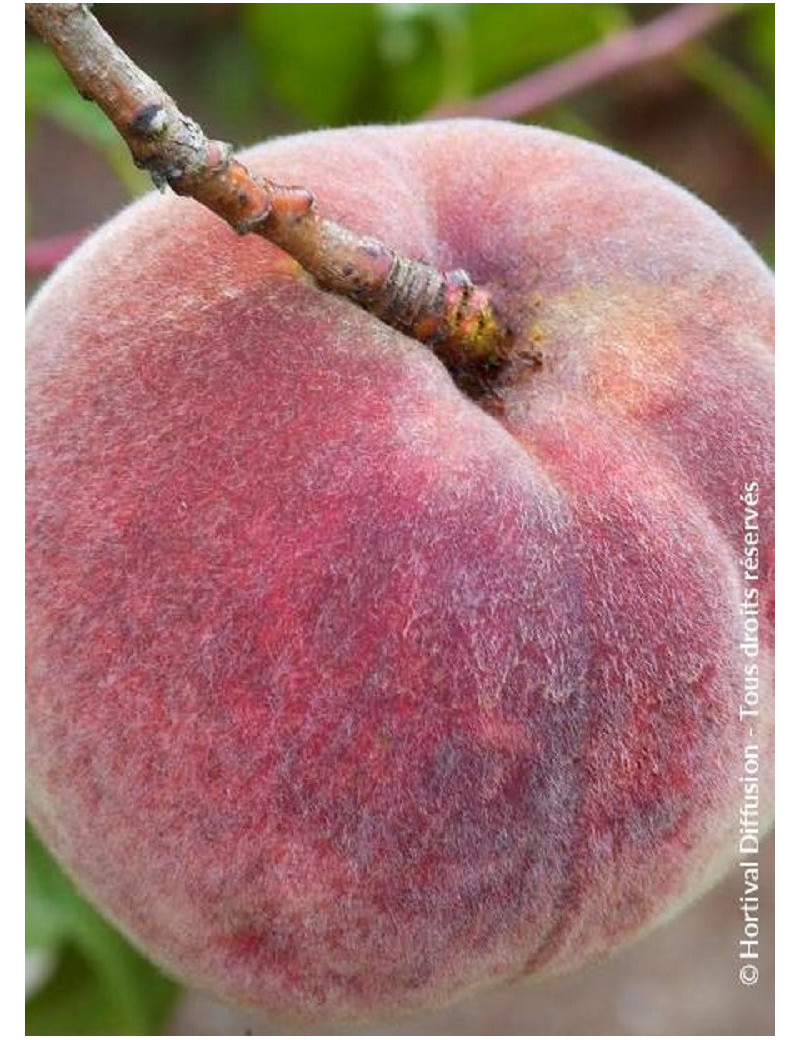 PÊCHER DE VIGNE SANGUINE (PRUNUS persica)