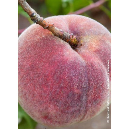 PÊCHER DE VIGNE SANGUINE (PRUNUS persica)