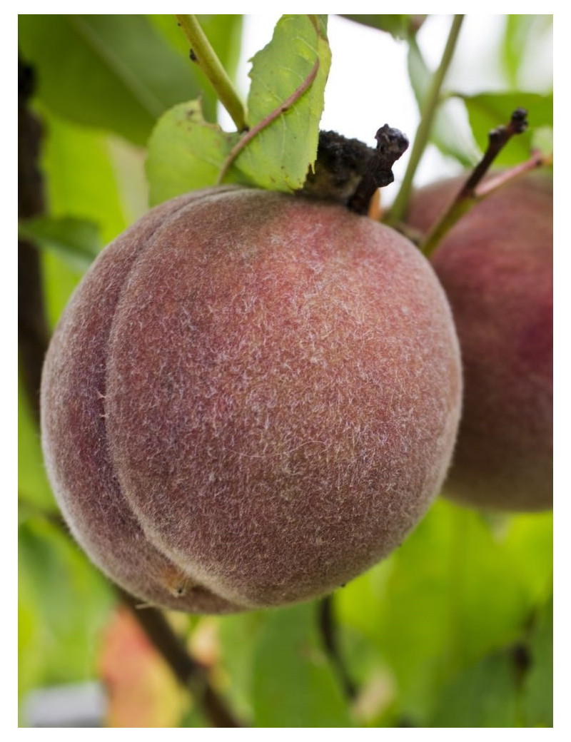 PÊCHER DE VIGNE (Prunus persica)