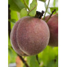 PÊCHER DE VIGNE (Prunus persica)