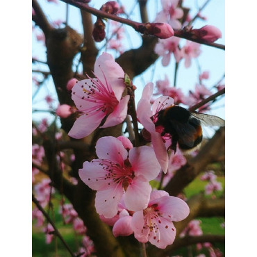 PÊCHER GROSSE MIGNONNE (Prunus persica)