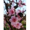 PÊCHER GROSSE MIGNONNE (Prunus persica)