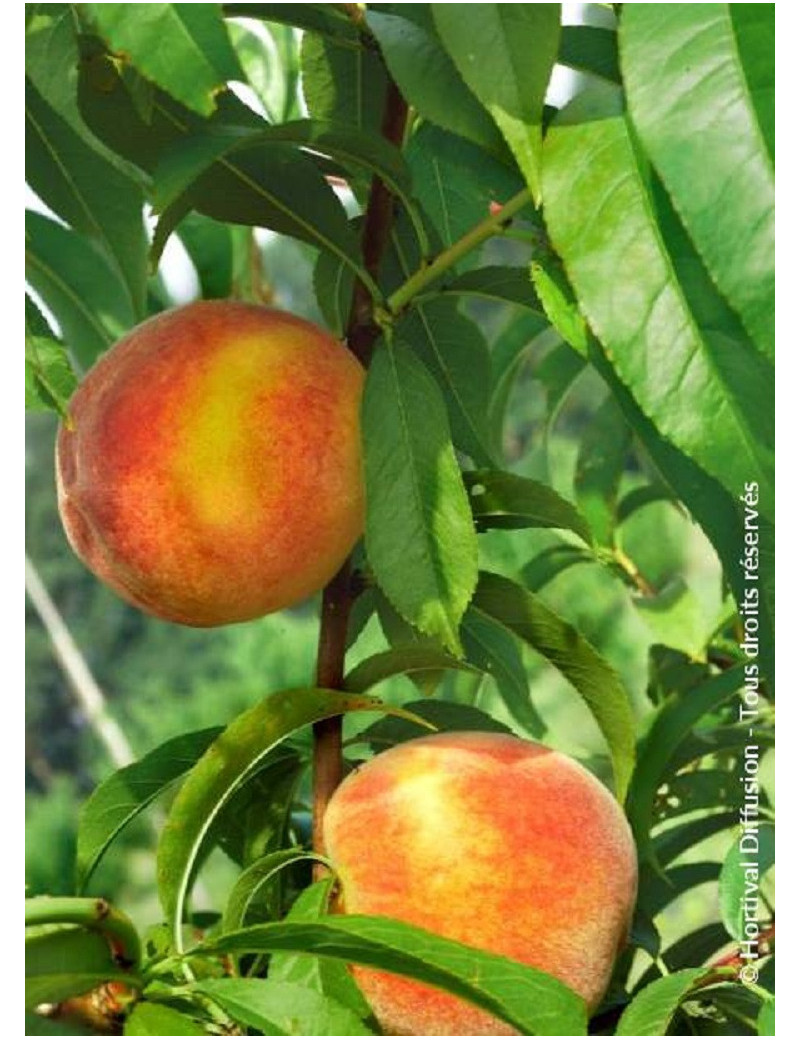 PÊCHER REDHAVEN (Prunus persica)