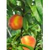 PÊCHER REDHAVEN (Prunus persica)