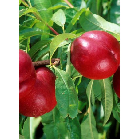NECTARINIER FANTASIA (Prunus persica)