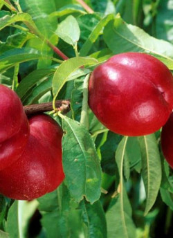 NECTARINIER FANTASIA