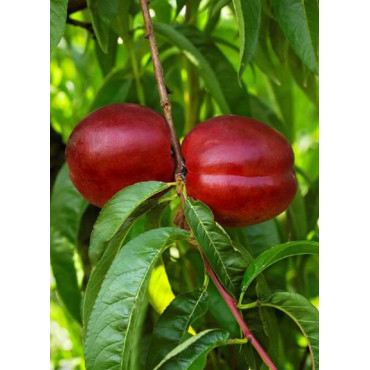 NECTARINIER MORTON (Prunus persica)
