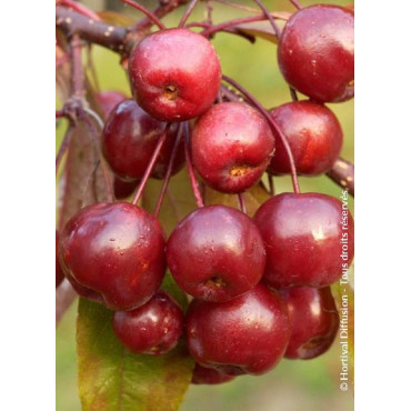 MALUS COCCINELLA Courtarou® (Pommier d'ornement)