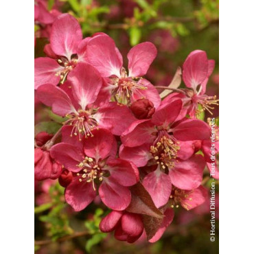 MALUS COCCINELLA Courtarou® (Pommier d'ornement)