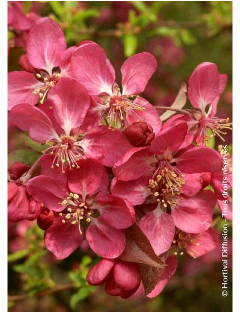 MALUS COCCINELLA Courtarou® (Pommier d'ornement)