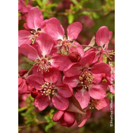 MALUS COCCINELLA Courtarou® (Pommier d'ornement)