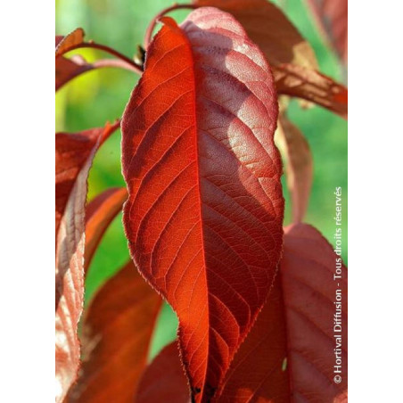 MALUS COCCINELLA Courtarou® (Pommier d'ornement)