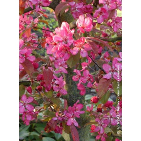 MALUS COCCINELLA Courtarou® (Pommier d'ornement)