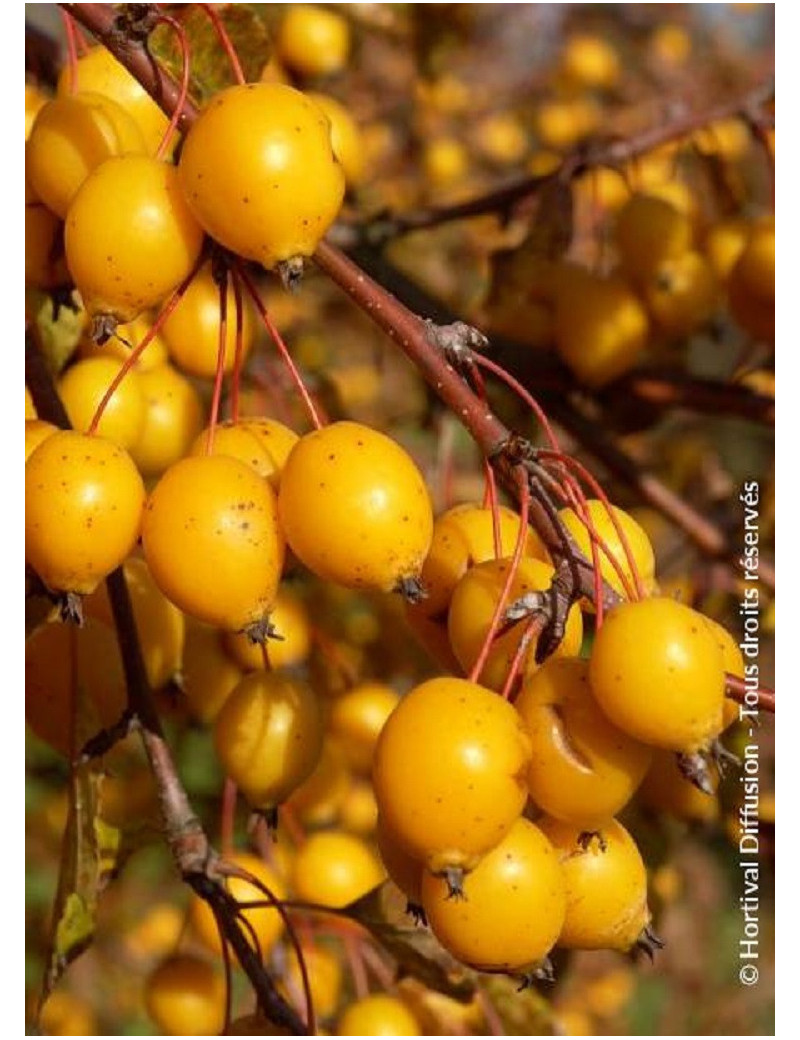 MALUS COMTESSE DE PARIS (Pommier d'ornement)