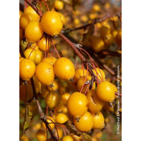 MALUS COMTESSE DE PARIS (Pommier d'ornement)