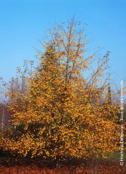 MALUS COMTESSE DE PARIS