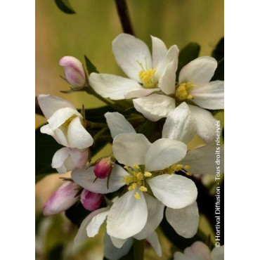 MALUS COMTESSE DE PARIS (Pommier d'ornement)