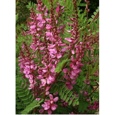 INDIGOFERA dosua (Indigotier)