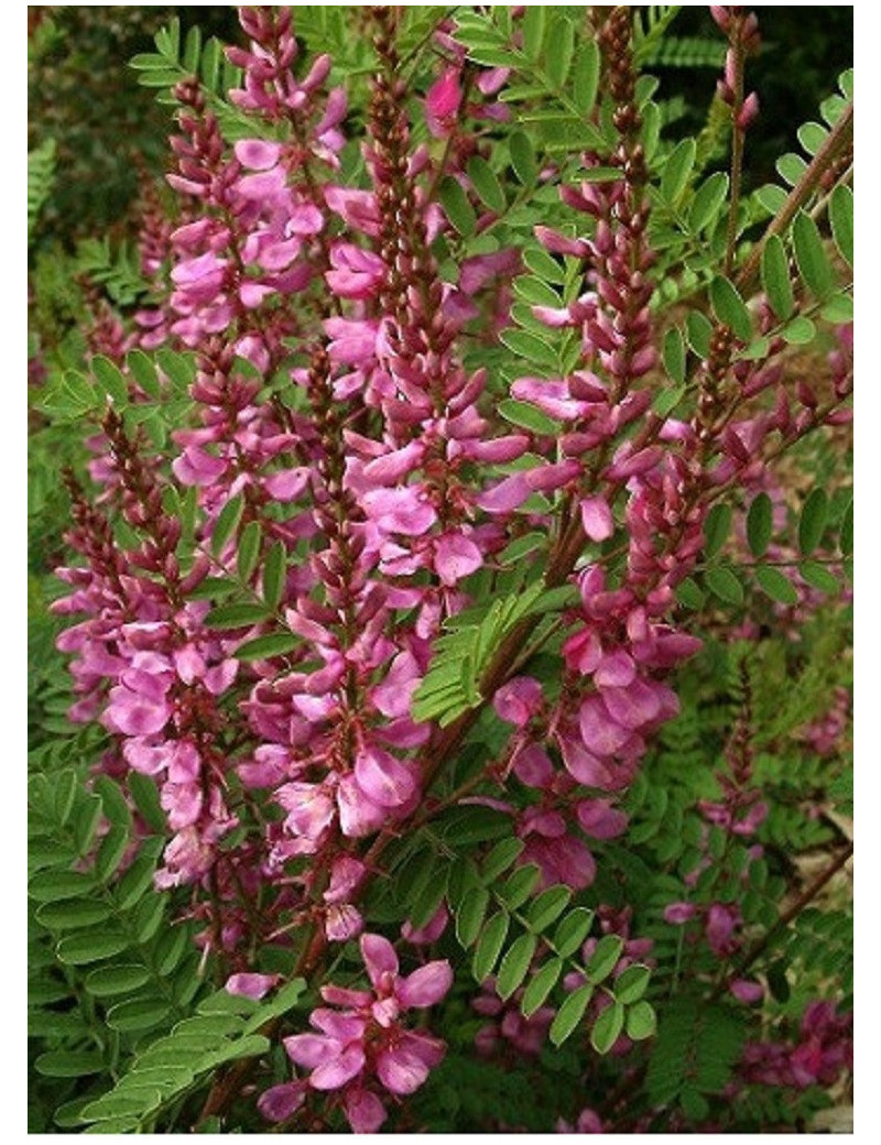 INDIGOFERA dosua (Indigotier)