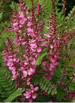 INDIGOFERA dosua