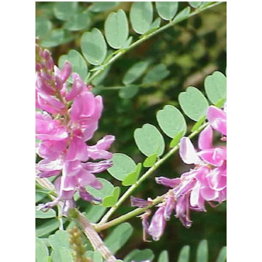 INDIGOFERA dosua (Indigotier)