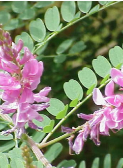 INDIGOFERA dosua