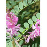 INDIGOFERA dosua (Indigotier)