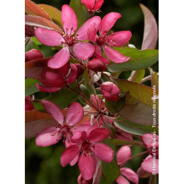 MALUS DIABLE ROUGE (Pommier d'ornement)