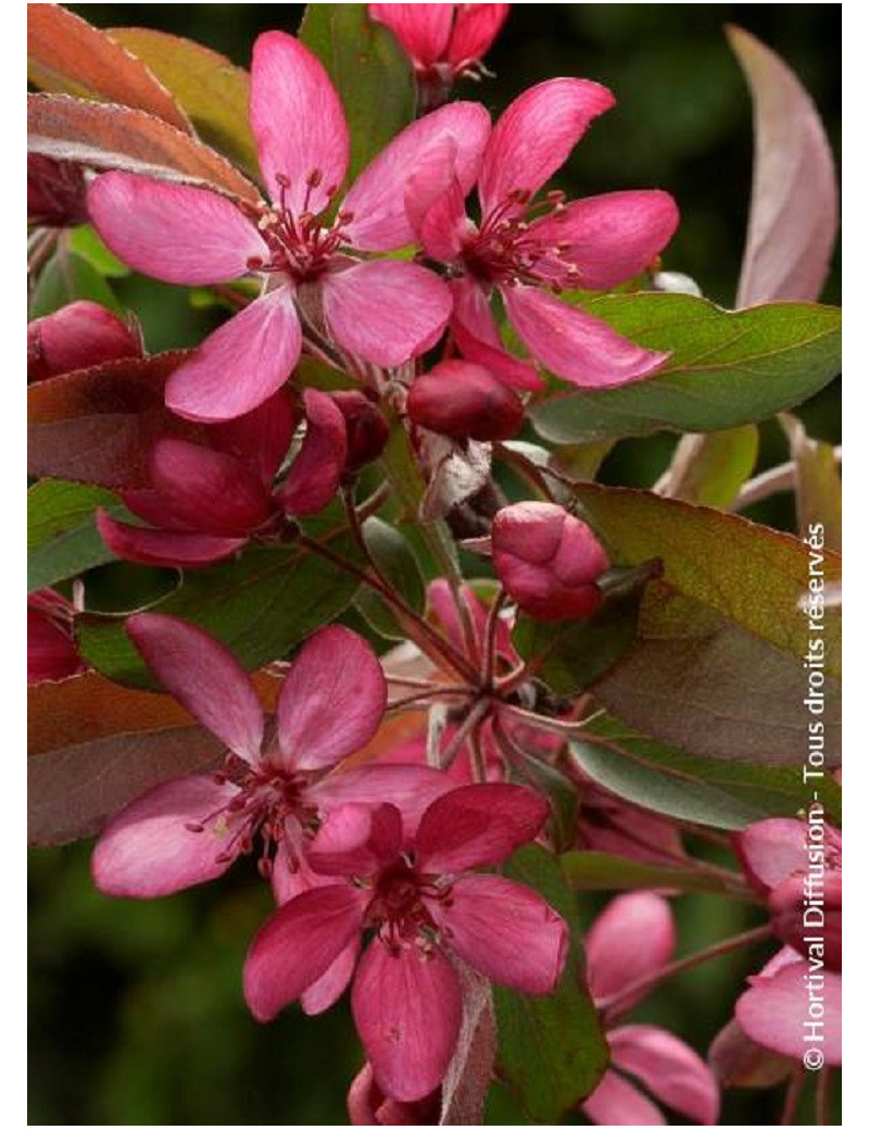 MALUS DIABLE ROUGE (Pommier d'ornement)