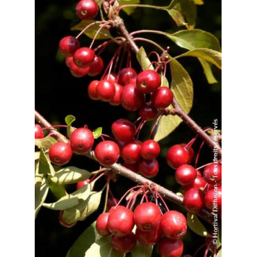 MALUS DIABLE ROUGE (Pommier d'ornement)