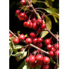 MALUS DIABLE ROUGE (Pommier d'ornement)