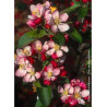 MALUS GOLDEN HORNET (Pommier d'ornement)