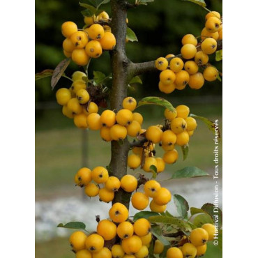 MALUS GOLDEN HORNET (Pommier d'ornement)