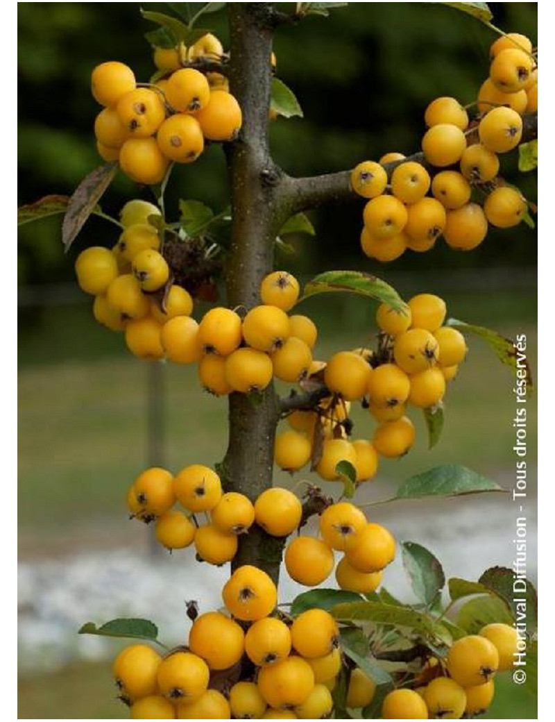 MALUS GOLDEN HORNET (Pommier d'ornement)