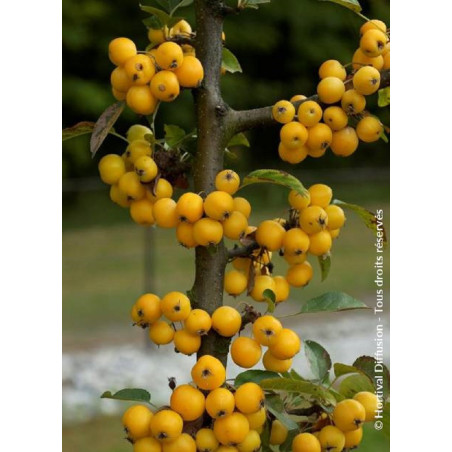 MALUS GOLDEN HORNET (Pommier d'ornement)