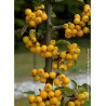 MALUS GOLDEN HORNET (Pommier d'ornement)