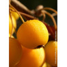 MALUS GOLDEN HORNET (Pommier d'ornement)