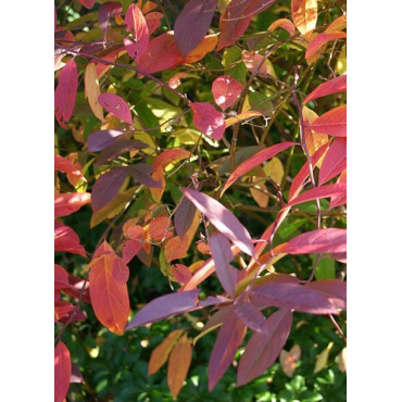 ITEA virginica HENRY'S GARNET (Itéa virginica Henry's Garnet)