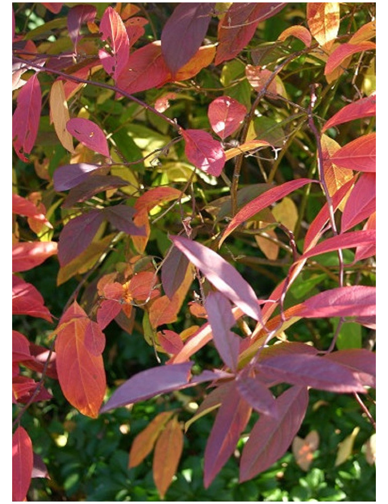 ITEA virginica HENRY'S GARNET (Itéa virginica Henry's Garnet)