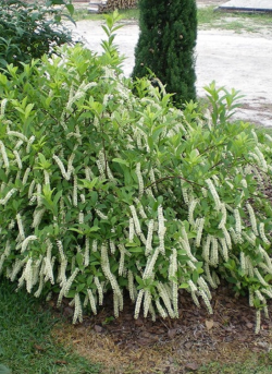 ITEA virginica HENRY'S GARNET