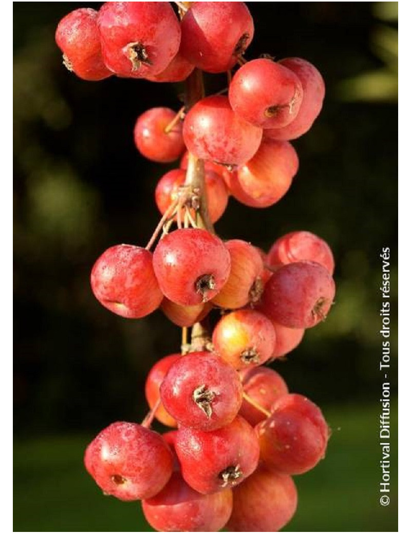 MALUS perpetu EVERESTE® (Pommier d'ornement)