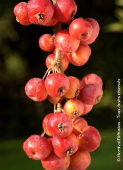MALUS perpetu EVERESTE